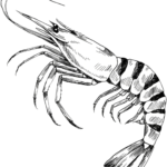 HOME black and white clean sketch of tiger prawn
